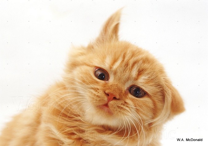 Shake or not to Shake