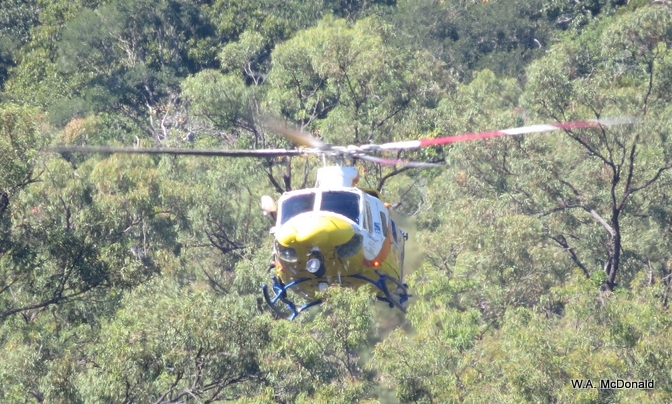 Hovering in the trees
