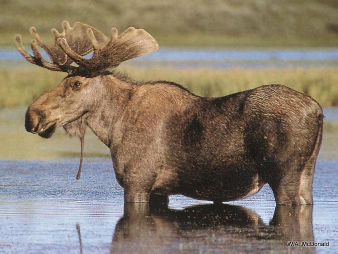 Elk standing in water.