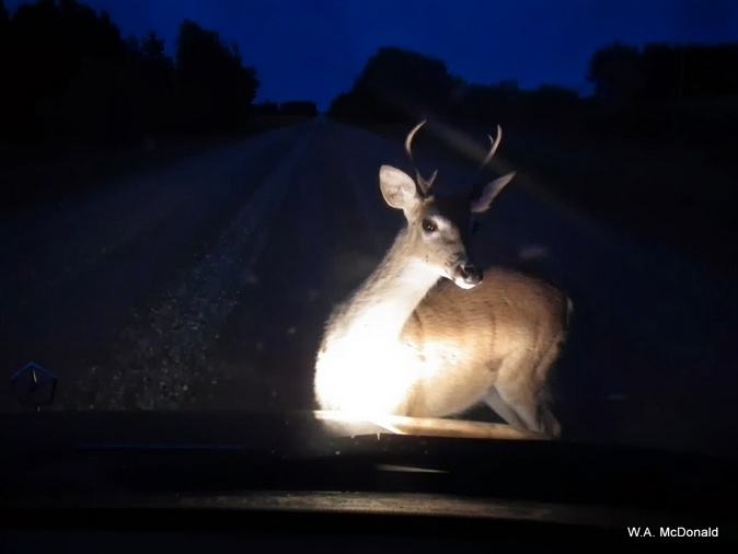 Deer in Head Lights
