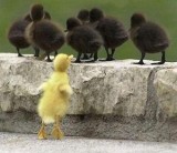 Yellow duckling with black ducklings